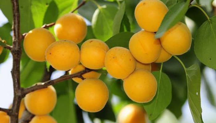 גיזום עץ משמש