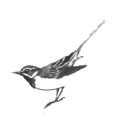 S.O.S Logo
